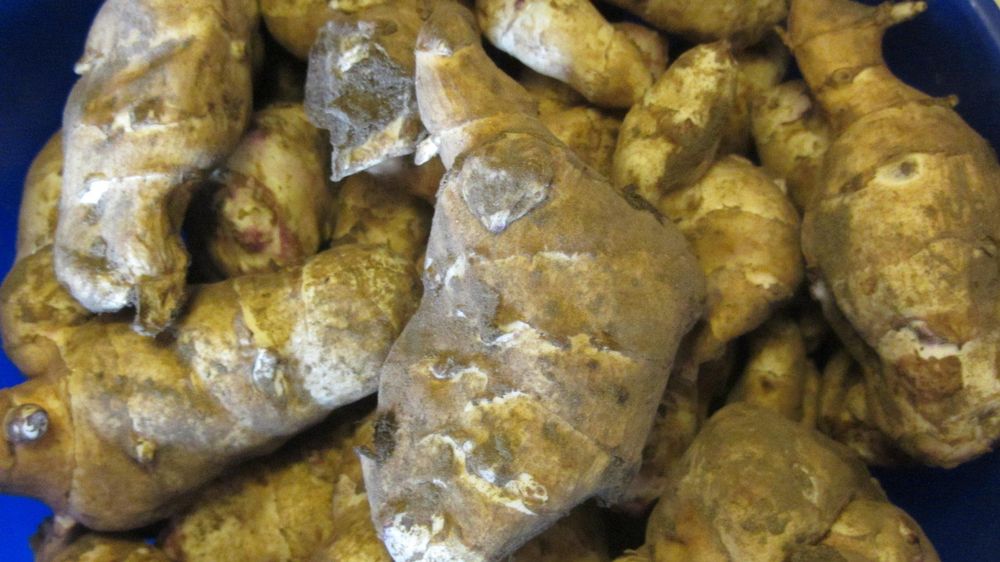Topinambur Knollen Wurzel Gemüse bio Kaufen auf Ricardo