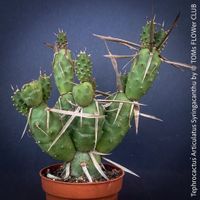 Tephrocactus Articulatus Syringacanthu - Kakteen-Schönheit