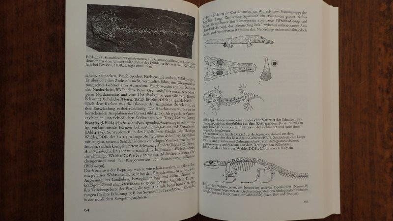 Bücher: Fossilien Bücher – Gebraucht aus Rickenbach BL von Oktober68 4