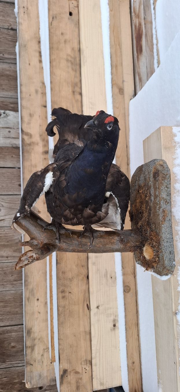 Welt der Tiere: Präparat Birkhahn auf Ast, Jagdtrophäe, Top – Gebraucht aus Buttisholz von REX001 4