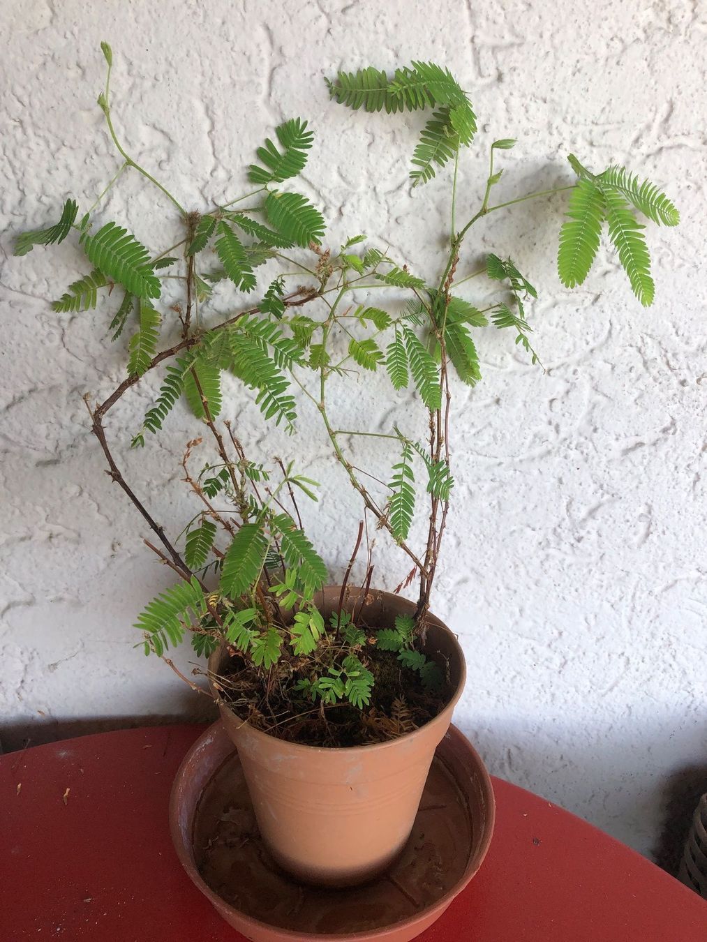 Plantes & graines: Mimose Mimosa Pudica – Neuf (Voir description) à Zürich par peterle01