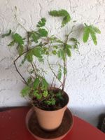Mimose Mimosa Pudica