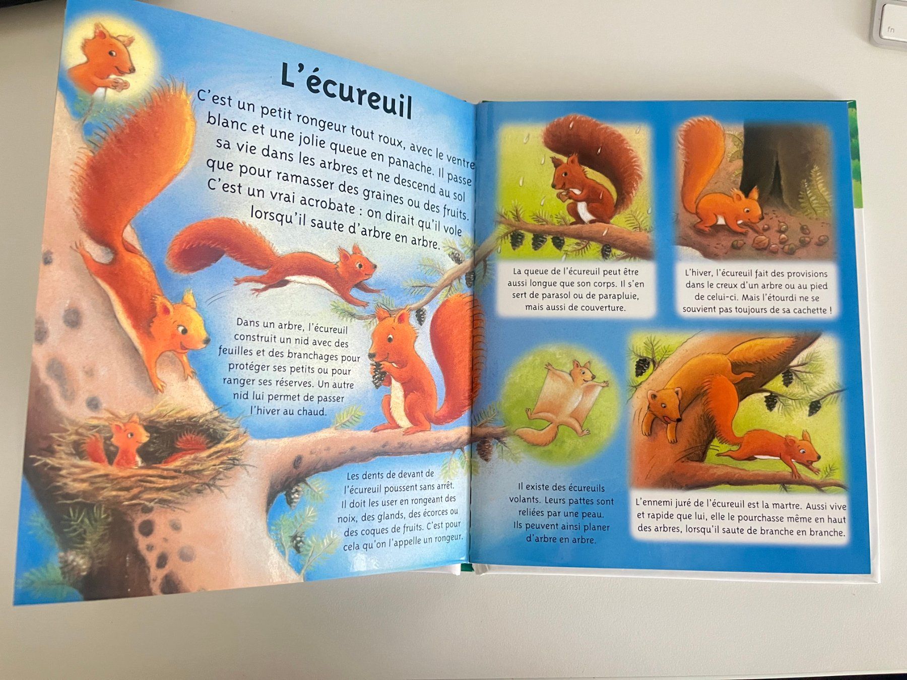 Libri: La forêt - Relié – Usato da Malleray venduto da ste_rx2t 2