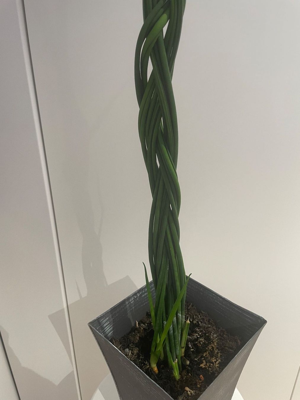Plantes & graines: Dekorative sansevieria, Bogenhanf, Schwiegermutterunge 80 cm – D'occasion à Winkel par Kade50 5