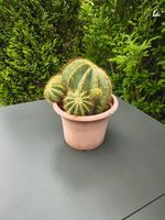 Kaktus