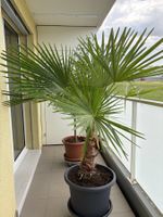 grosse Hanf-Palme