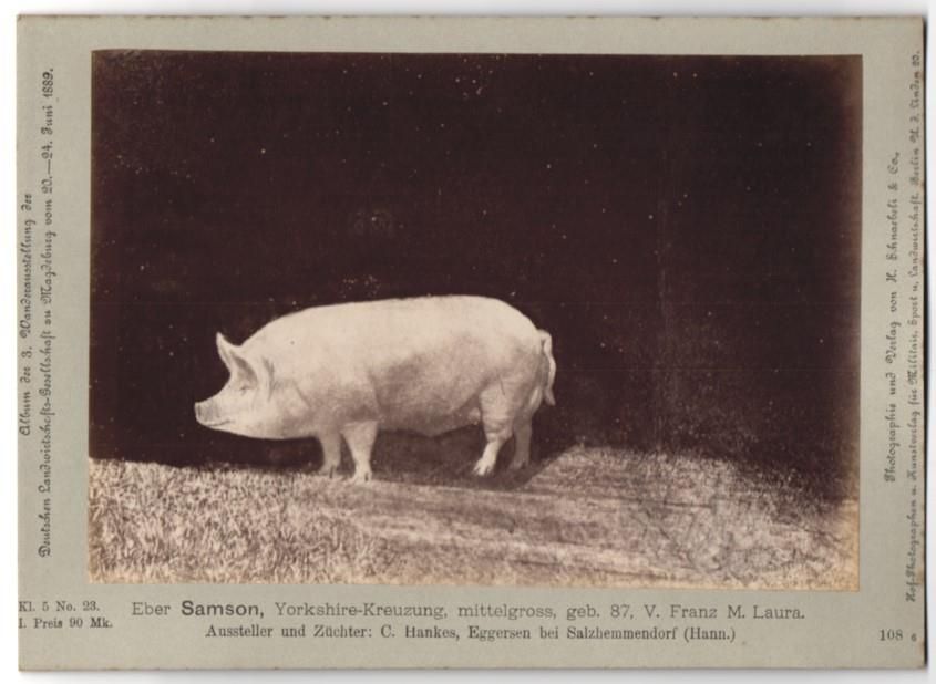 Fotografie &  Plakate: Fotografie H. Schnaebeli, Berlin, Ausste – Gebraucht aus Berlin von bartko-reher
