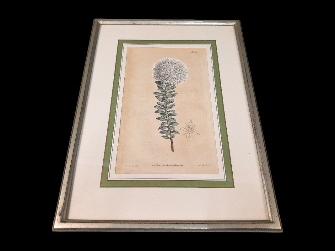 Posters & Illustrations: Bild im Bilderrahmen weisse Blume – D'occasion à Hünenberg par Restwert_Zug 1