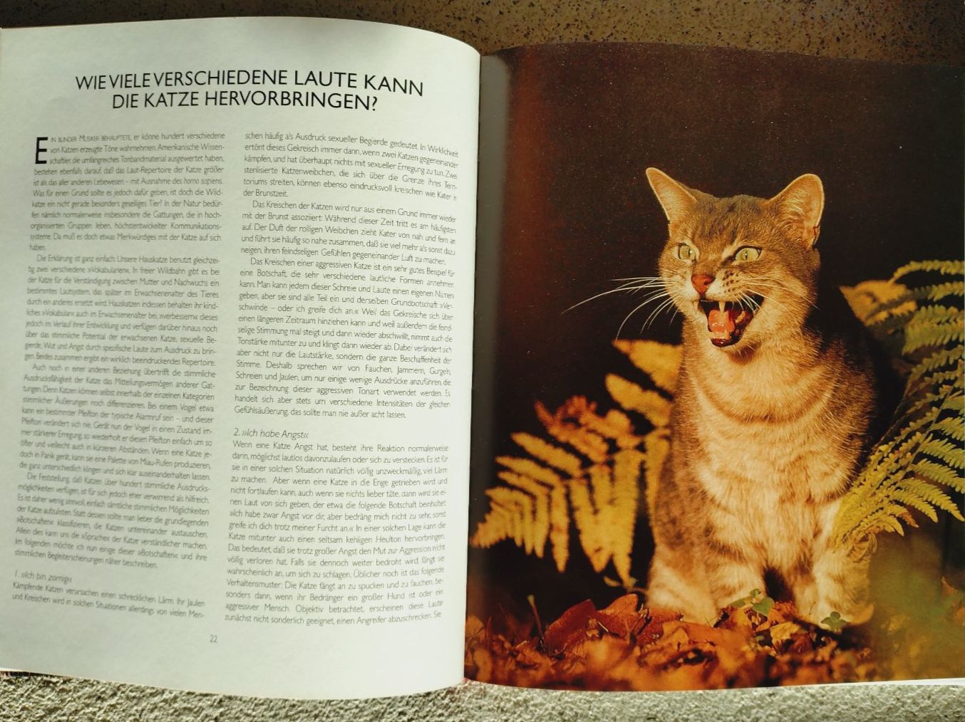 Livres: Desmond Morris: Catwatching, grosser Bildband – D'occasion à Uster par Junipa 3