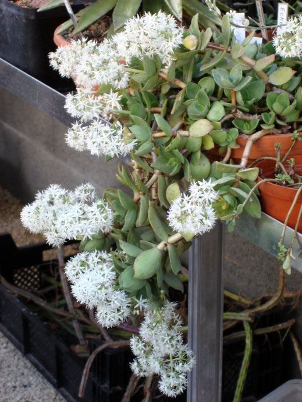 Piante & sementi: Crassula lactea Ampelpflanze – Nuovo (secondo la descrizione) da Geroldswil venduto da botanicals 3