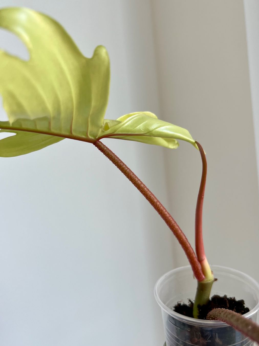 Piante & sementi: Philodendron Florida Ghost🔥 – Usato da Glattpark(Opfikon) venduto da ste_n99y 3