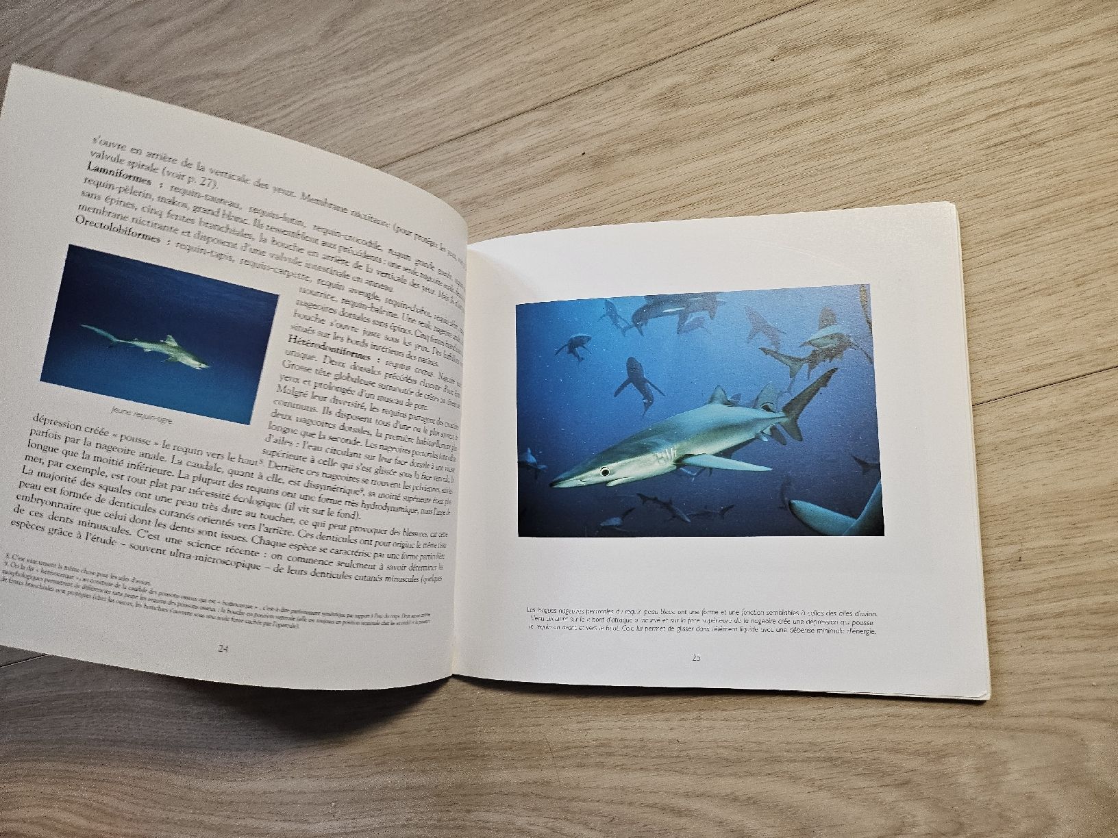 Bücher: Livre Requins Doug Perrine Nathan – Gebraucht aus La Joux FR von car_ck96 2