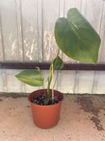 Monstera deliciosa 🌱