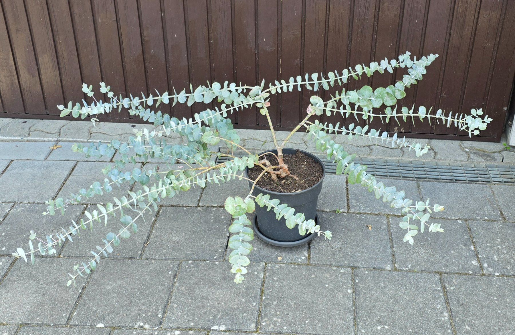 Pflanzen & Samen: Besonderer Eukalyptus – Neu (gemäss Beschreibung) aus Aarburg von popkorn65 3