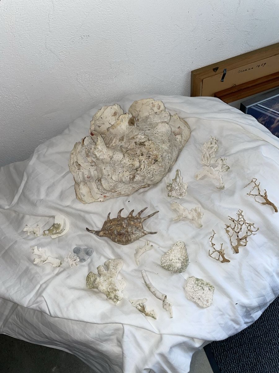 Fossili: Dekorative Korallen und Muscheln – Usato da Laufen venduto da tommey90 1