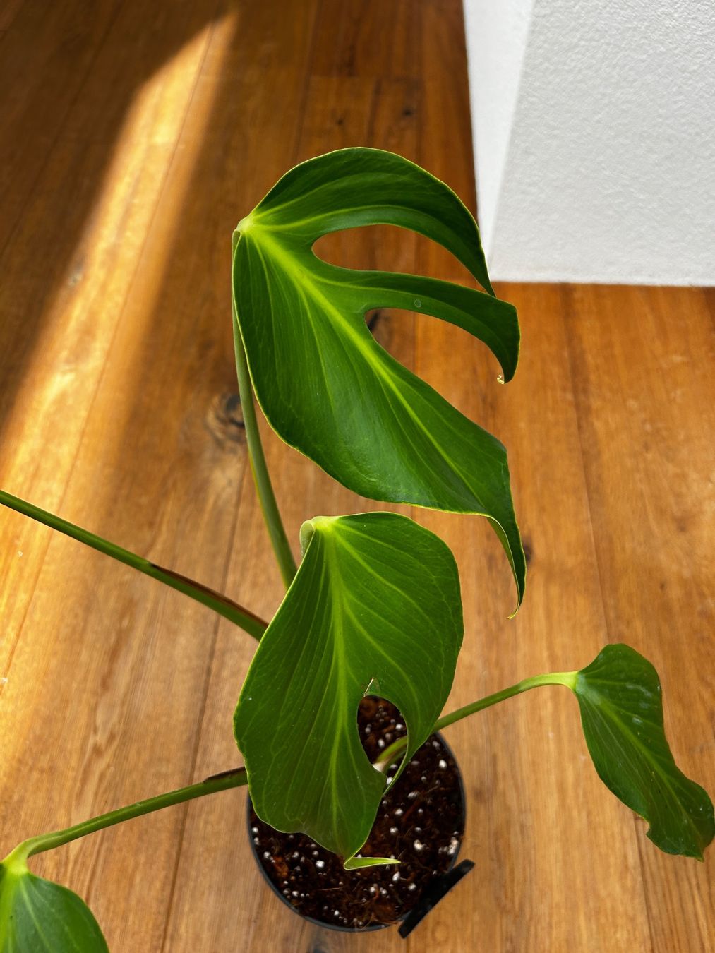 Piante & sementi: Monstera Burle Marx Flame – Nuovo e nell'imballaggio originale da Wattwil venduto da Mikesplantshop 2