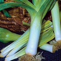 Poireau Jaune gros du Poitou 30g