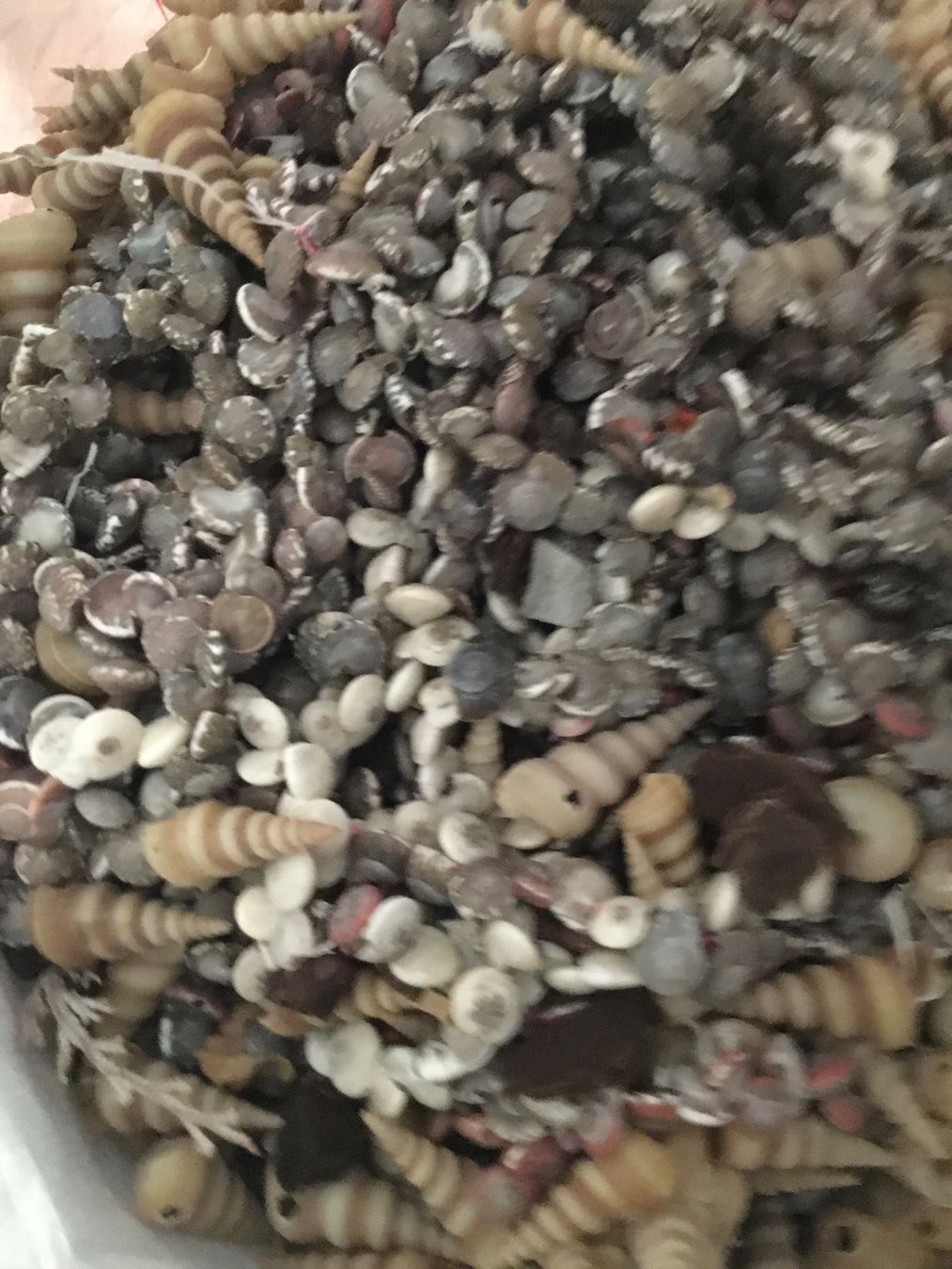 Fossili: Muscheln ca. 3 kg – Usato da Schlieren venduto da Jeajet 1