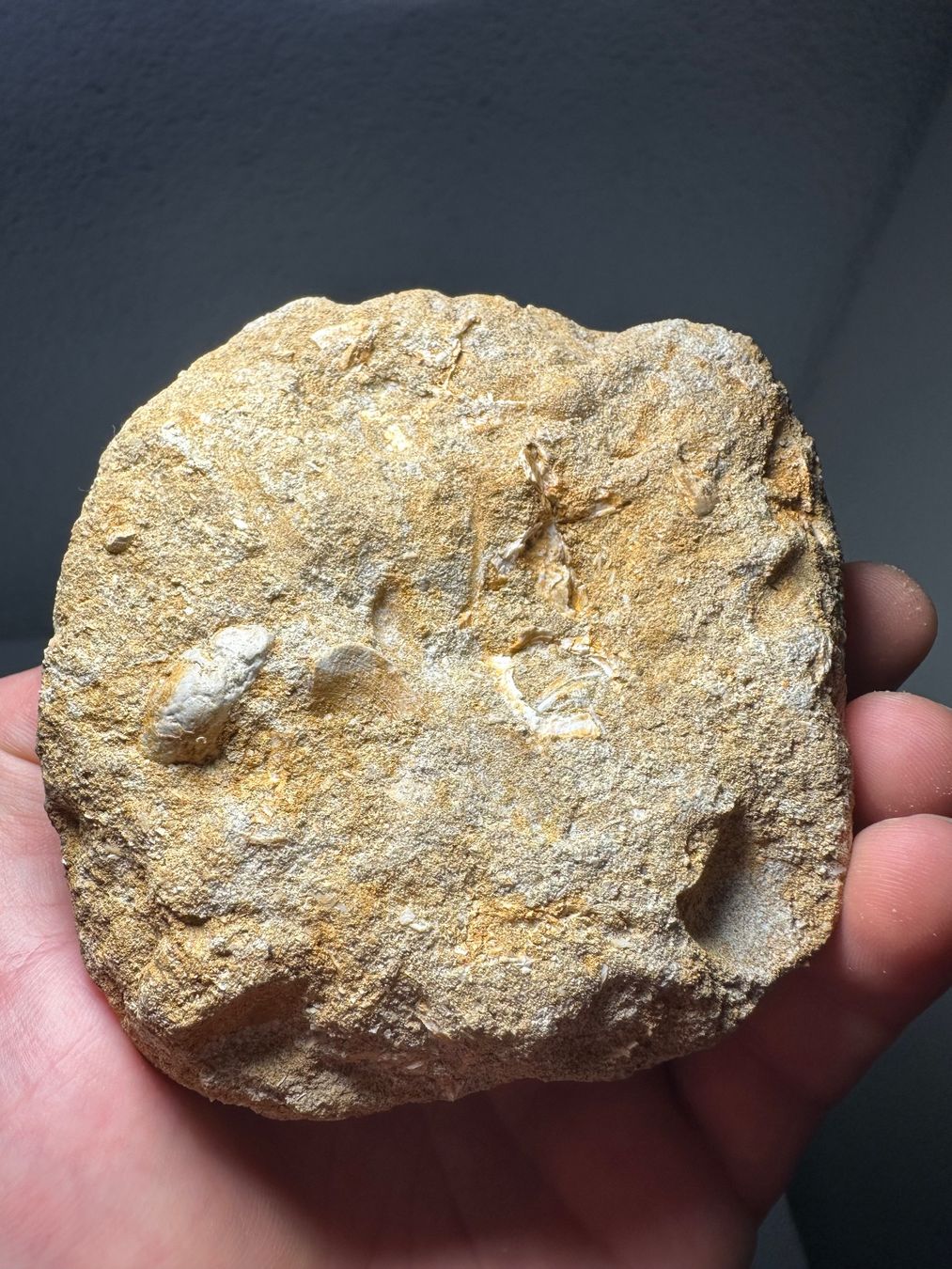Fossili: Fossiler Mosasaurus Zahn in der Matrix – Usato da Lutzenberg venduto da CS65 4