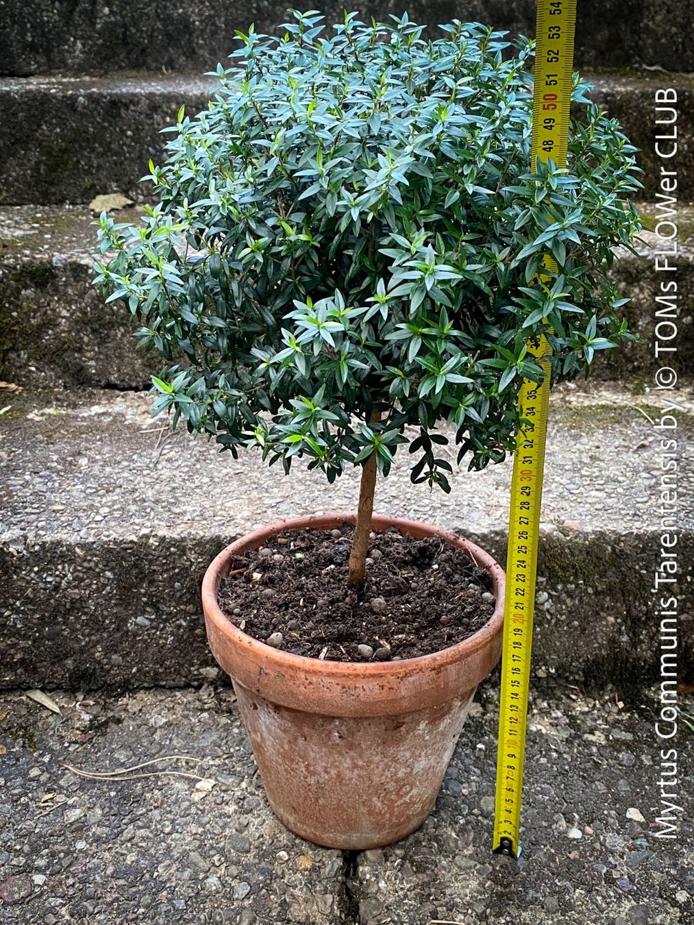 Plantes & graines: Myrtus Communis - duftende Myrte - Steckling oder Stämmchen – Neuf avec emballage d'origine à Adliswil par astom369 7