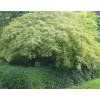 Erable du Japon Dissectum Viridis 20-30cm