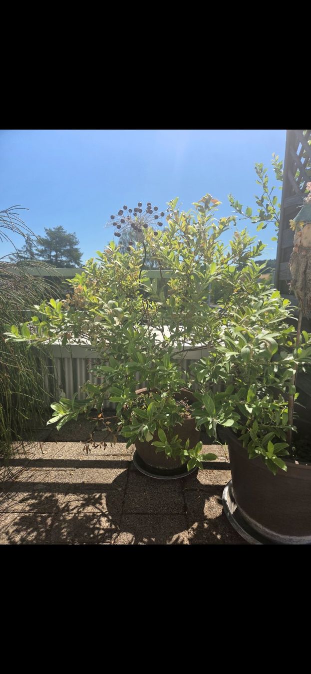 Pflanzen & Samen: Rosa Kätzchen-Weide / Salix gracilistyla – Gebraucht aus Höri von fab_w7p5 1