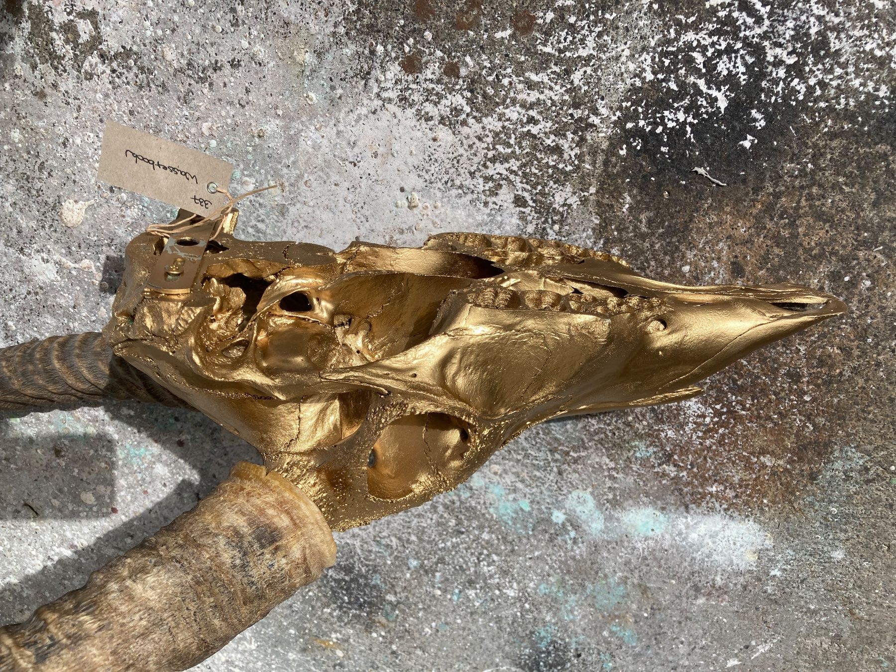 Il mondo degli animali: Wasserbock Trophäe 2 – Usato da Grosswangen venduto da arum01 3