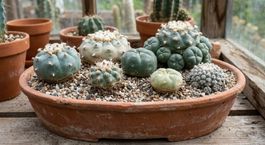 Kaktussamen / Lophophora Mix