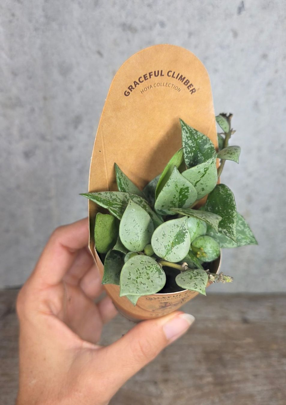 Piante & sementi: Hoya krohniana 'Arctic' – Usato da St.Erhard venduto da Plumilandschweiz 1
