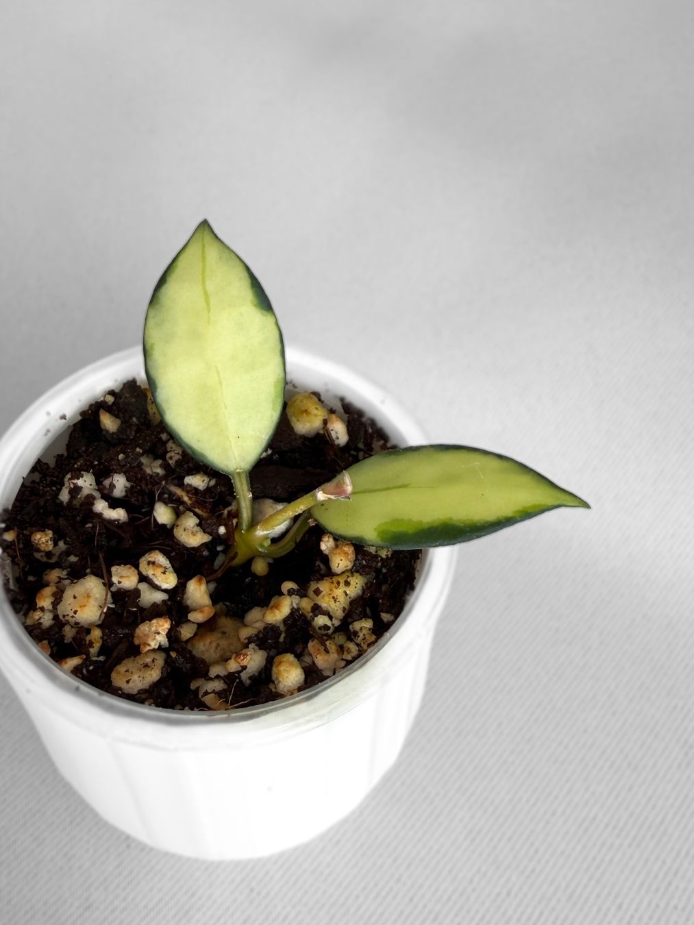 Piante & sementi: Hoya Lacunosa 'Queen Midori' – Nuovo (secondo la descrizione) da Seuzach venduto da ani_ma 1