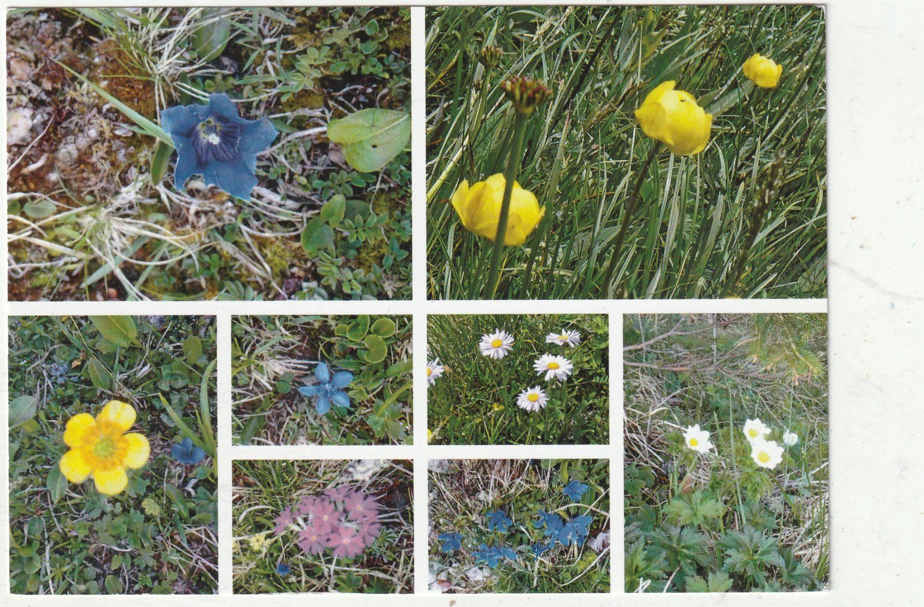 Ansichtskarten: 10 Blumenkarten – Gebraucht aus Lumbrein von made02 7