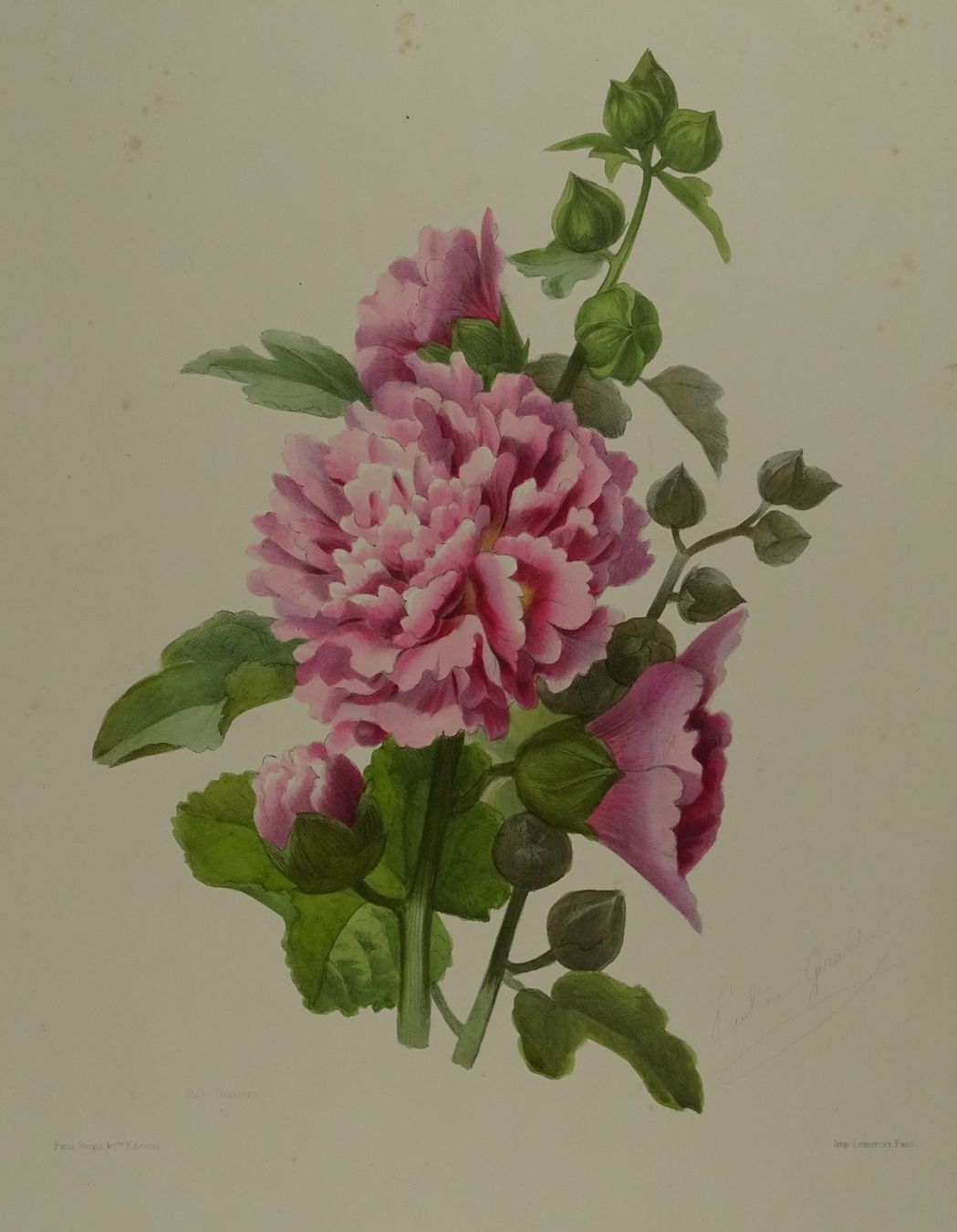 Stiche: ROSE TREMIÈRE, LITHOGRAPHIE UM 1850 – Gebraucht aus Grüningen von Kartensammler 1