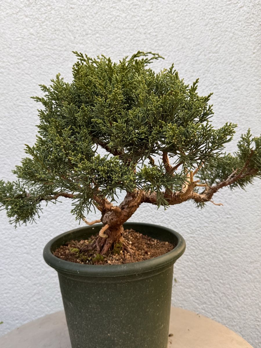 Piante & sementi: Bonsai/Juniperus – Usato da Münchwilen TG venduto da baluzi3