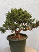 Bonsai/Juniperus