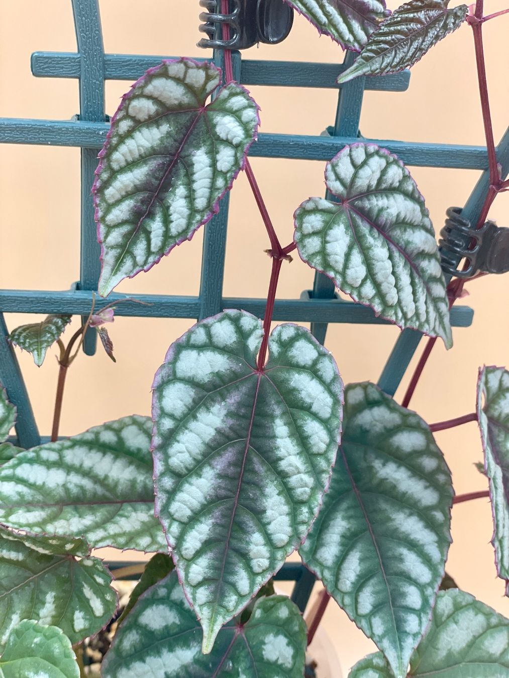 Pflanzen & Samen: Cissus discolor – Neu (gemäss Beschreibung) aus Zürich von Leafscape 1