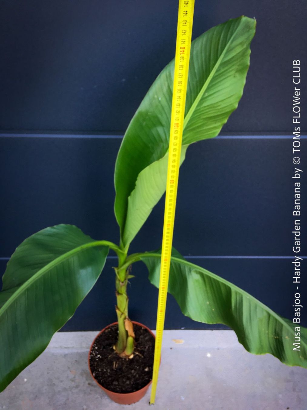 Piante & sementi: Winterharte Gartenbanane 140cm - Musa Basjoo - Top robust – Nuovo e nell'imballaggio originale da Adliswil venduto da astom369 3