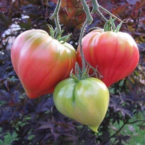 Piante & sementi: Tomate Ana Russian 15g – Nuovo (secondo la descrizione) da Bremblens venduto da FIBONACCI369 1