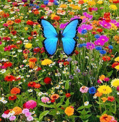 Piante & sementi: 500 SAMEN Blumenmischung Schmetterlinge‪ – Nuovo e nell'imballaggio originale da Rovio venduto da POSITIFFARTandPLANTS 3
