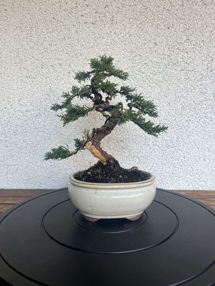 Plantes & graines: Wacholder Bonsai  – Neuf (Voir description) à Hettlingen par BonsaiNaturist.com