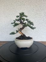 Wacholder Bonsai 