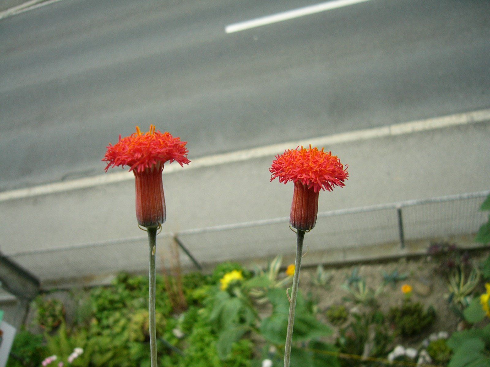 Piante & sementi: Sukkulent   Senecio stapeliiformis – Usato da Emmenbrücke venduto da Tacitus0 4