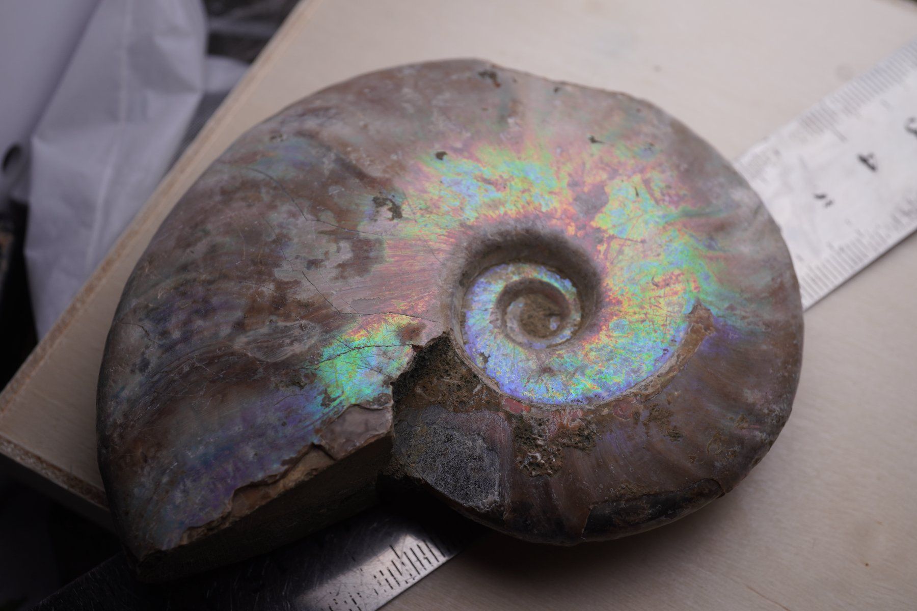 Minéraux & Lithothérapie: Ammonit  Opalisiert   Wunderschön  ca  95mm – Neuf avec emballage d'origine à Eschenbach SG par topstone 4