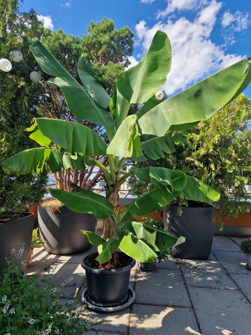 Pflanzen & Samen: Bananenpflanze mit Jungem – Gebraucht aus Zürich von FranziskaZH 1