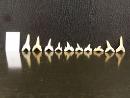 10x Versteinerter Fisch Fossil HAIFISCH HAIFISCHZAHN MAROKKO