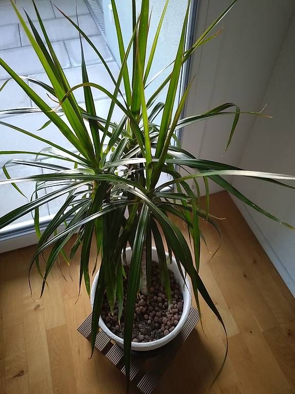 goldfruchtpalme wachstum Goldfruchtpalme (Dypsis lutescens) kaufen main image 1