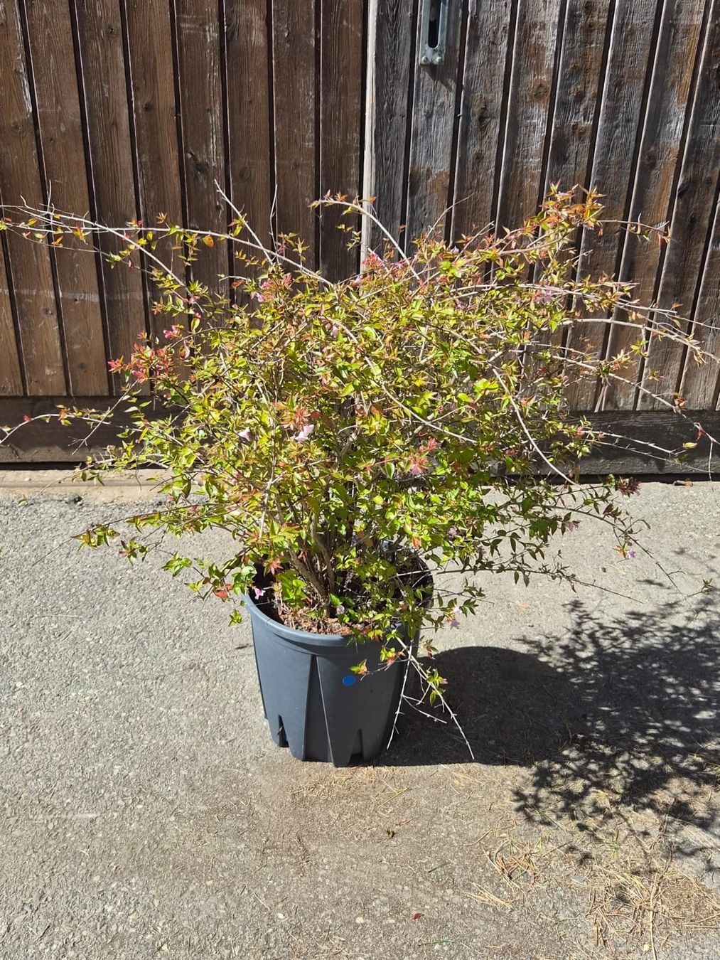 Pflanzen & Samen: wunderschöne Abelia grandiflora 'Compacta' Pflanze – Gebraucht aus Forch von WeberC