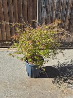 wunderschöne Abelia grandiflora 'Compacta' Pflanze