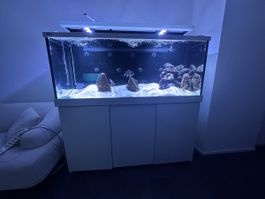Red Sea Max 650 S Komplettanlage inkl. Unterschrank – 650 Li