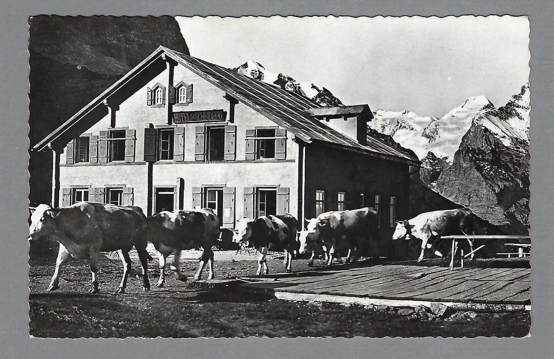 Cartoline postali: 1949 GROSSE SCHEIDEGG, K-0 GRINDELWALD – Usato da Pura venduto da ulisse1957