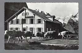 1949 GROSSE SCHEIDEGG, K-0 GRINDELWALD